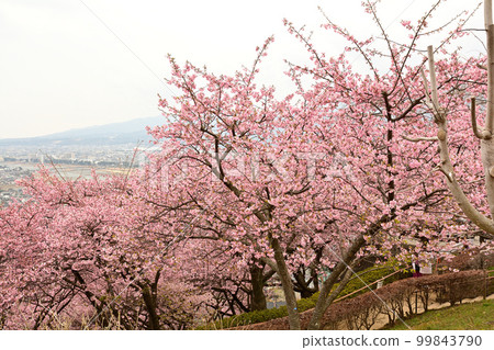 Kanagawa Nishihirahata Park 99843790