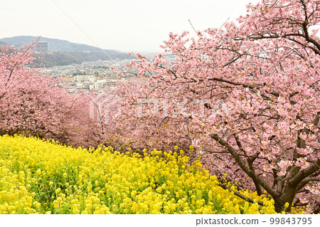 Kanagawa Nishihirahata Park Kanagawa Nishihirahata Park 99843795