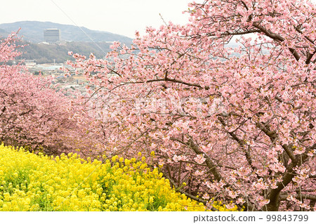 Kanagawa Nishihirahata Park 99843799