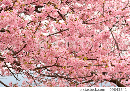 神奈川西平畑公園 99843841