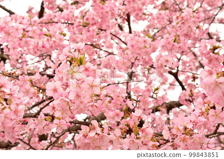 Kanagawa Nishihirahata Park Kanagawa Nishihirahata Park 99843851