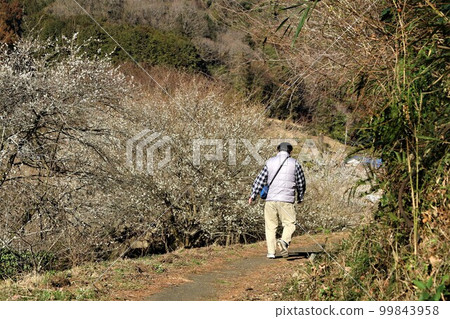 Landscape of a man happily strolling along the Oku-Musashi promenade colored by white plum blossoms in full bloom in Moroyama-cho, Yuzu-no-Sato Landscape of a man happily strolling along the Oku-Musashi promenade colored by white plum blossoms in full bloom in Moroyama-cho, Yuzu-no-Sato 99843958