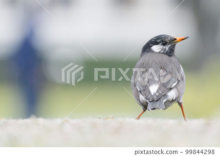 A starling's back view, rather melancholy 99844298