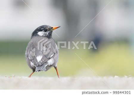 The starling's back view, if anything, full of confidence The starling's back view, if anything, full of confidence 99844301