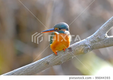 Kingfisher perched on a branch and looking around 99844393