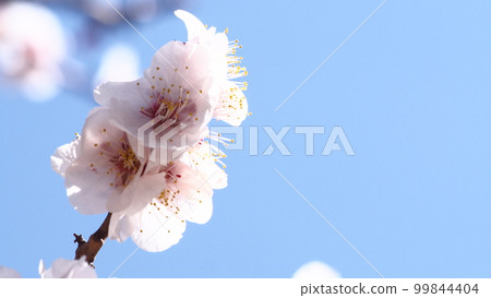 Plum blossoms and blue sky Plum blossoms and blue sky 99844404