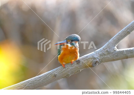 Kingfisher perched on a branch and looking around Kingfisher perched on a branch and looking around 99844405