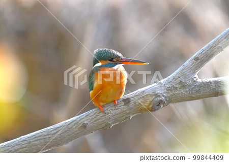 Kingfisher perched on a branch and looking around 99844409