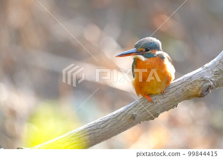 翠鳥棲息在樹枝上,環顧四周 翠鳥棲息在樹枝上,環顧四周 99844415