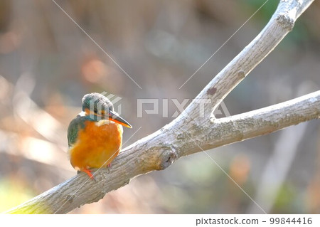 翠鳥棲息在樹枝上,環顧四周 翠鳥棲息在樹枝上,環顧四周 99844416
