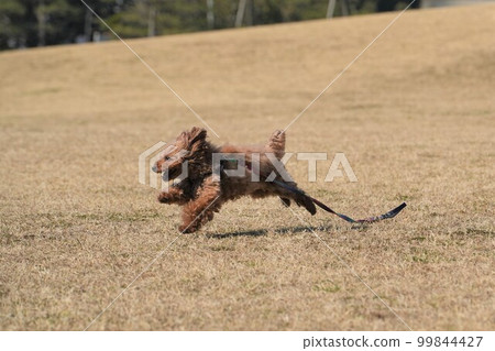 Toy poodle running in the meadow Toy poodle running in the meadow 99844427