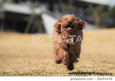 在草地上奔跑的玩具貴賓犬 99844449