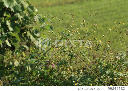 Shirobana Sendangusa, a sticking insect that blooms in wastelands and roadsides from summer to autumn. Shirobana Sendangusa, a sticking insect that blooms in wastelands and roadsides from summer to autumn. 99844582