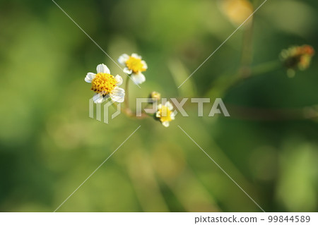 Shirobana Sendangusa,一種粘性昆蟲,從夏季到秋季在荒地和路邊開花。 Shirobana Sendangusa,一種粘性昆蟲,從夏季到秋季在荒地和路邊開花。 99844589