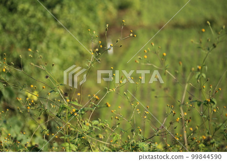 Shirobana Sendangusa, a sticking insect that blooms in wastelands and roadsides from summer to autumn. 99844590