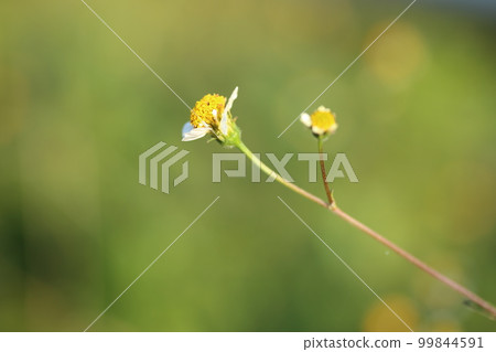 Shirobana Sendangusa, a sticking insect that blooms in wastelands and roadsides from summer to autumn. 99844591