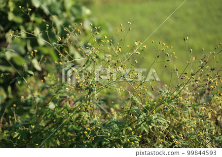 Shirobana Sendangusa, a sticking insect that blooms in wastelands and roadsides from summer to autumn. 99844593