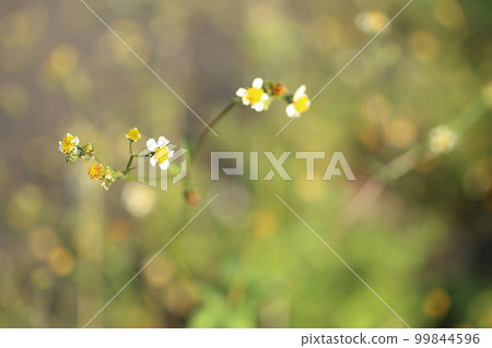 Shirobana Sendangusa, a sticking insect that blooms in wastelands and roadsides from summer to autumn. 99844596