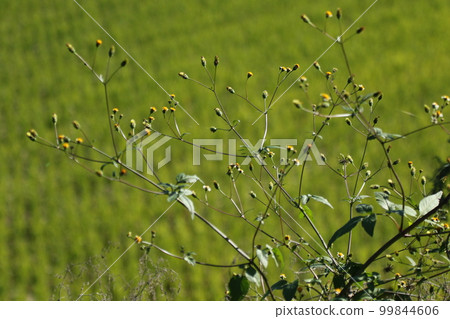 Shirobana Sendangusa, a sticking insect that blooms in wastelands and roadsides from summer to autumn. 99844606