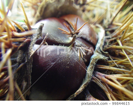 chestnut in bur chestnut in bur 99844615