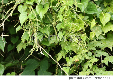 Onidokoro 的一朵小花，葉子看起來像薯蕷 99844645
