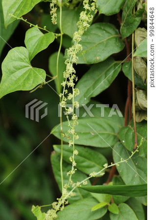 A small flower of Onidokoro with leaves that look like Dioscorea yam A small flower of Onidokoro with leaves that look like Dioscorea yam 99844648