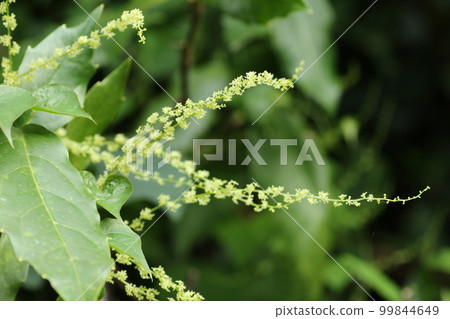 Onidokoro 的一朵小花，葉子看起來像薯蕷 99844649