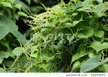 A small flower of Onidokoro with leaves that look like Dioscorea yam 99844650