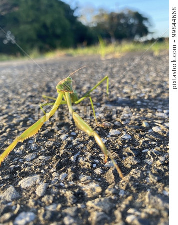 Mantis on the street 99844668