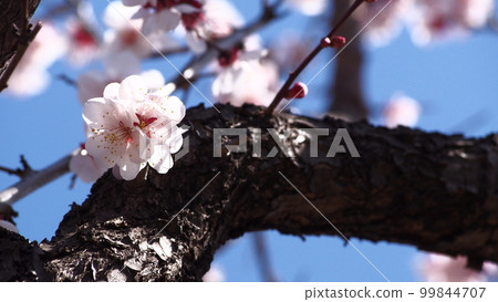 梅花和藍天 梅花和藍天 99844707
