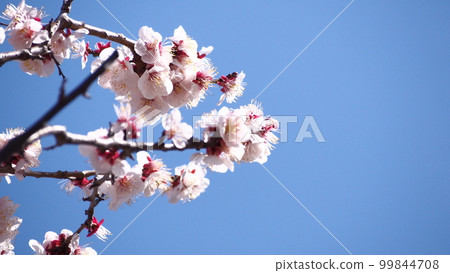 梅花和藍天 梅花和藍天 99844708