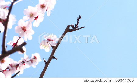梅花和藍天 梅花和藍天 99844709