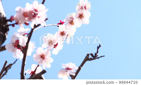 梅花和藍天 99844710