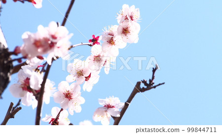 梅花和藍天 梅花和藍天 99844711