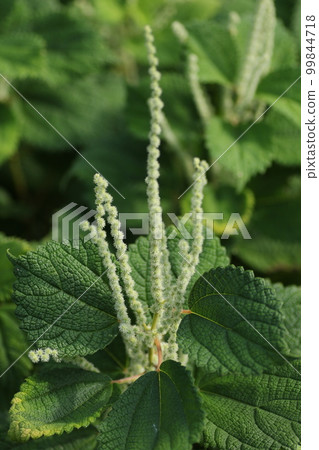 Flowers of Yabumao, a plant of the Urticaceae family that grows naturally in the mountains and fields 99844718
