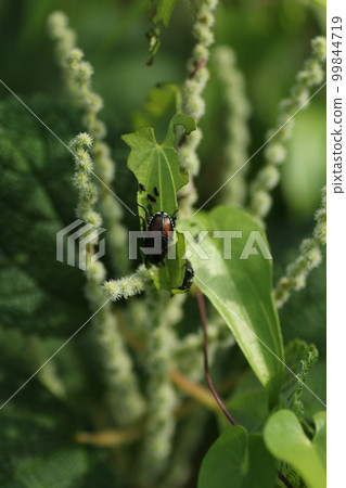 Flowers of Yabumao, a plant of the Urticaceae family that grows naturally in the mountains and fields 99844719