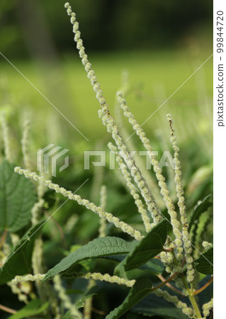 亞布毛的花,蕁麻科植物,自然生長在山野中 亞布毛的花,蕁麻科植物,自然生長在山野中 99844720