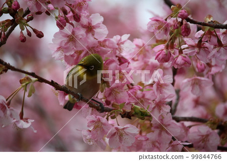 Mejiro and Kawazu cherry tree 99844766