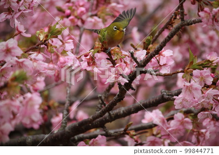 Mejiro and Kawazu cherry tree 99844771