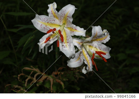 Queen of lilies, large white flowers, lily of the valley 99845166