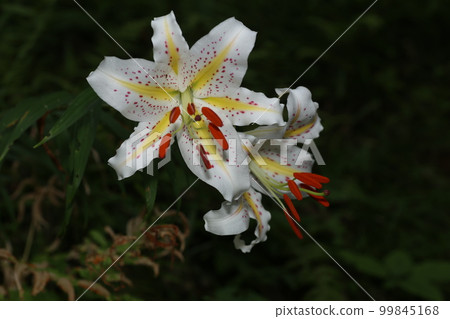 百合花的女王，大白花，鈴蘭 99845168