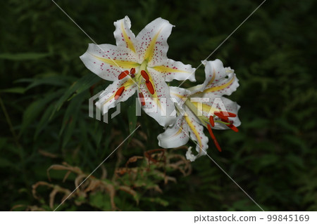 百合花的女王，大白花，鈴蘭 99845169