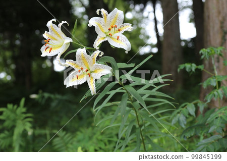 百合花的女王，大白花，鈴蘭 99845199