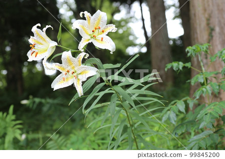 百合花的女王，大白花，鈴蘭 99845200