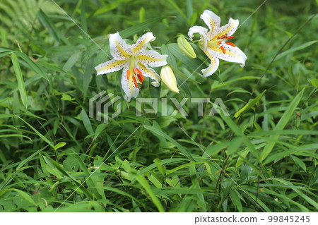 百合花的女王，大白花，鈴蘭 99845245