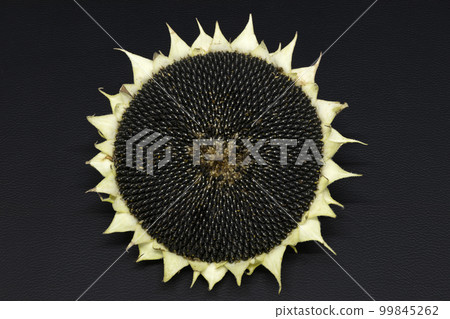 End of summer, close-up photo of sunflower forehead and seeds End of summer, close-up photo of sunflower forehead and seeds 99845262