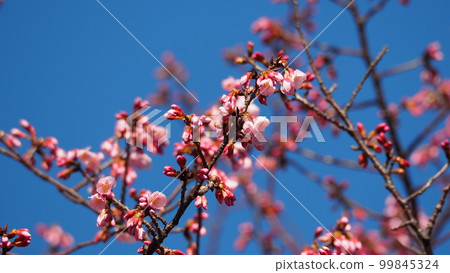 Kanhi cherry blossoms that are well reflected in the blue sky Kanhi cherry blossoms that are well reflected in the blue sky 99845324