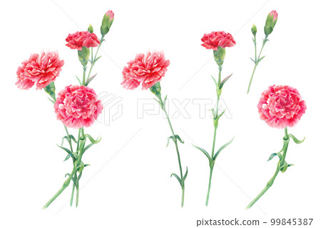 Watercolor illustration of red carnation. Mother's day decoration. set of parts. Watercolor illustration of red carnation. Mother's day decoration. set of parts. 99845387