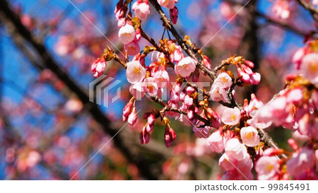 Kanhi cherry blossoms that are well reflected in the blue sky Kanhi cherry blossoms that are well reflected in the blue sky 99845491