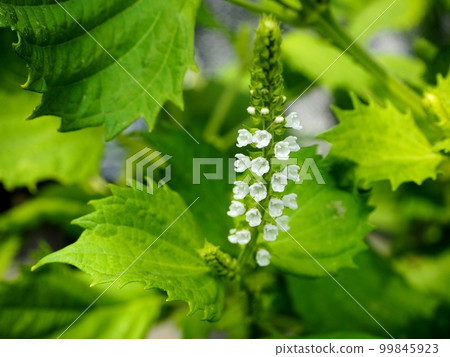 Blue perilla flowers 99845923